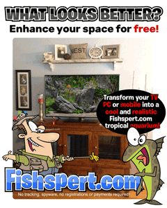 Ugly black screen? Enhance your area with our free Fishspert aquarium videos